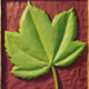 Sycamore (Acer pseudoplatanus) Gold leaf and oil colour on wood H.29 x 23 x 2cms