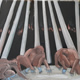 ‘Fire and Water’ 2021 Oil on canvas. Height 60 x 75cm